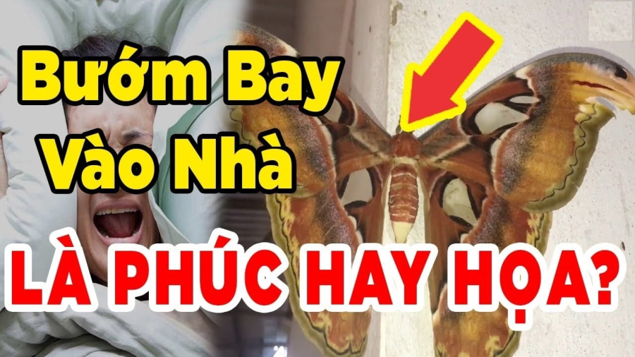 Bướm bay vào nhà là điềm gì?