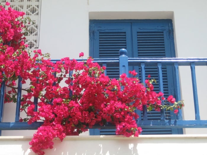 hoa giay