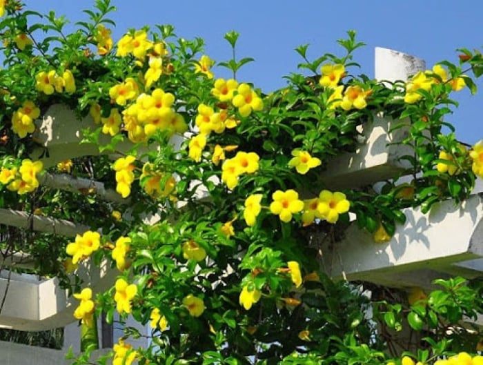 hoa hoang thao