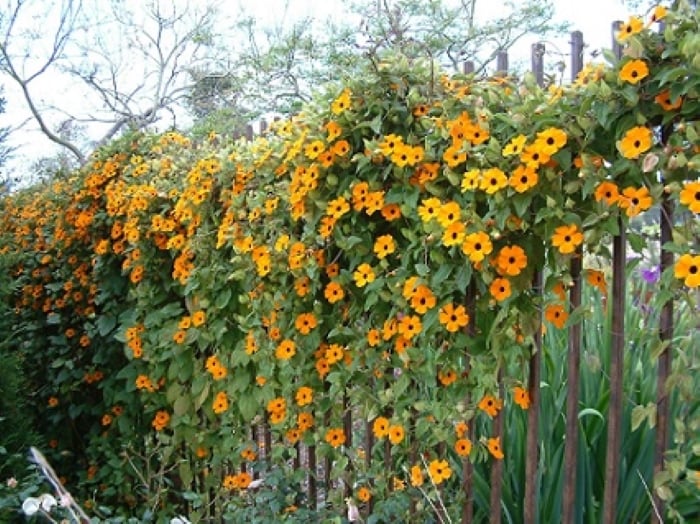 hoa mat tuyen