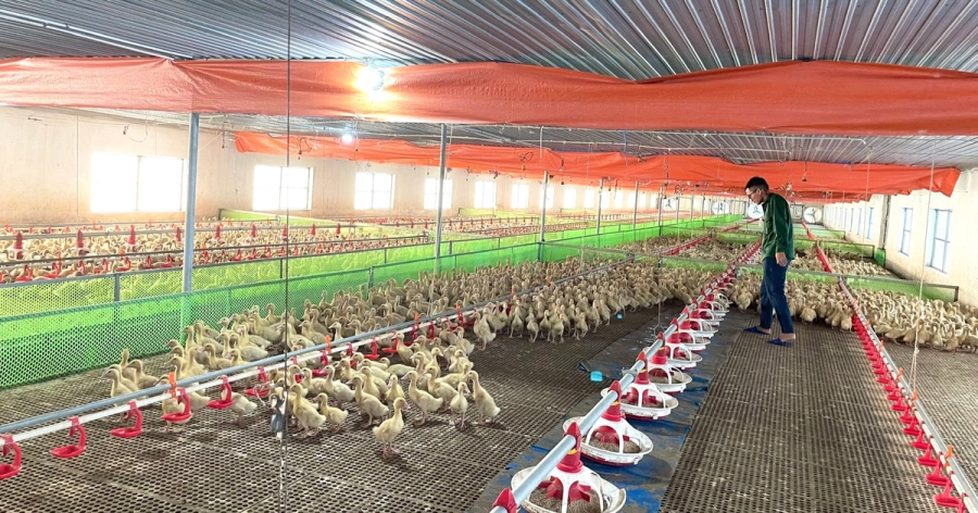 Sử dụng nền tảng kiến thức kỹ thuật đã có, anh Nam cùng các cộng sự trong công ty đã tự mình thiết kế chuồng nuôi
