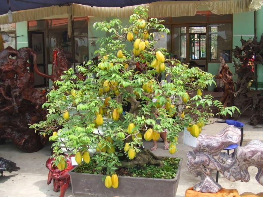 Lưu ý đến vị trí phong thủy khi trồng cây khế trong nhà