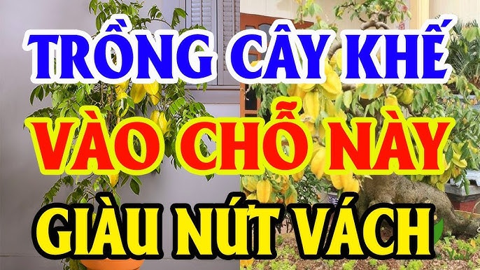 Trong phong thủy, việc bố trí cây cối trước cửa nhà rất được xem trọng. 