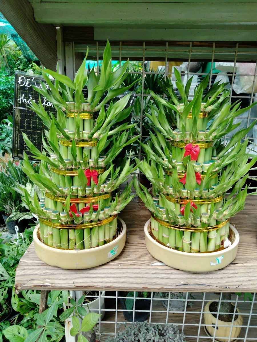 Mặc dù là cây nhiệt đới nhưng trúc phát tài có khả năng chịu lạnh không tốt.