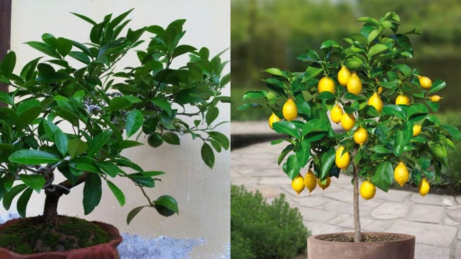 Cây chanh dùng được cả lá cả hoa