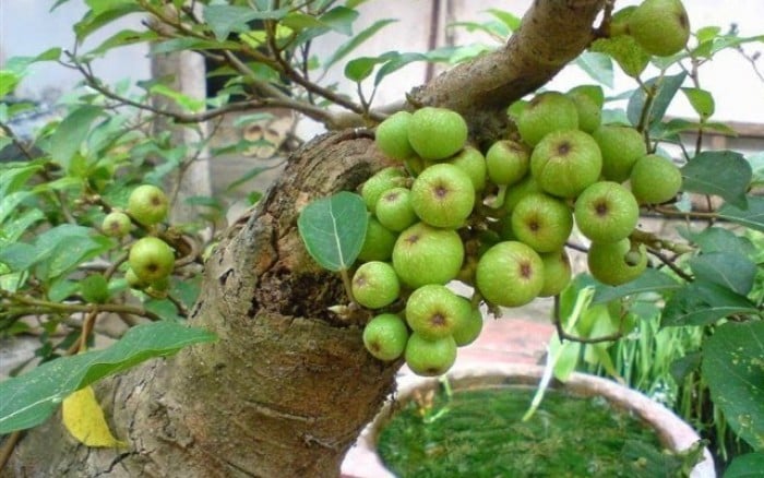 cây sung rất hợp với những người tuổi Dần, Thìn, Tỵ và Mùi