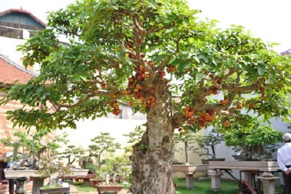 Mang nhiều ý nghĩa phong thủy