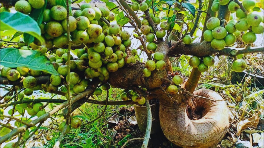 Cây sung là 1 trong bộ tứ quý gồm sanh, sung, tùng, lộc hoặc bộ tam đa là phúc (sung), lộc (lộc vừng), thọ (vạn tuế)