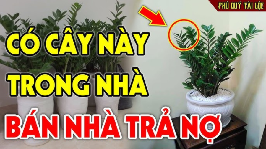 Cây kim tiền không hợp mệnh nào?    