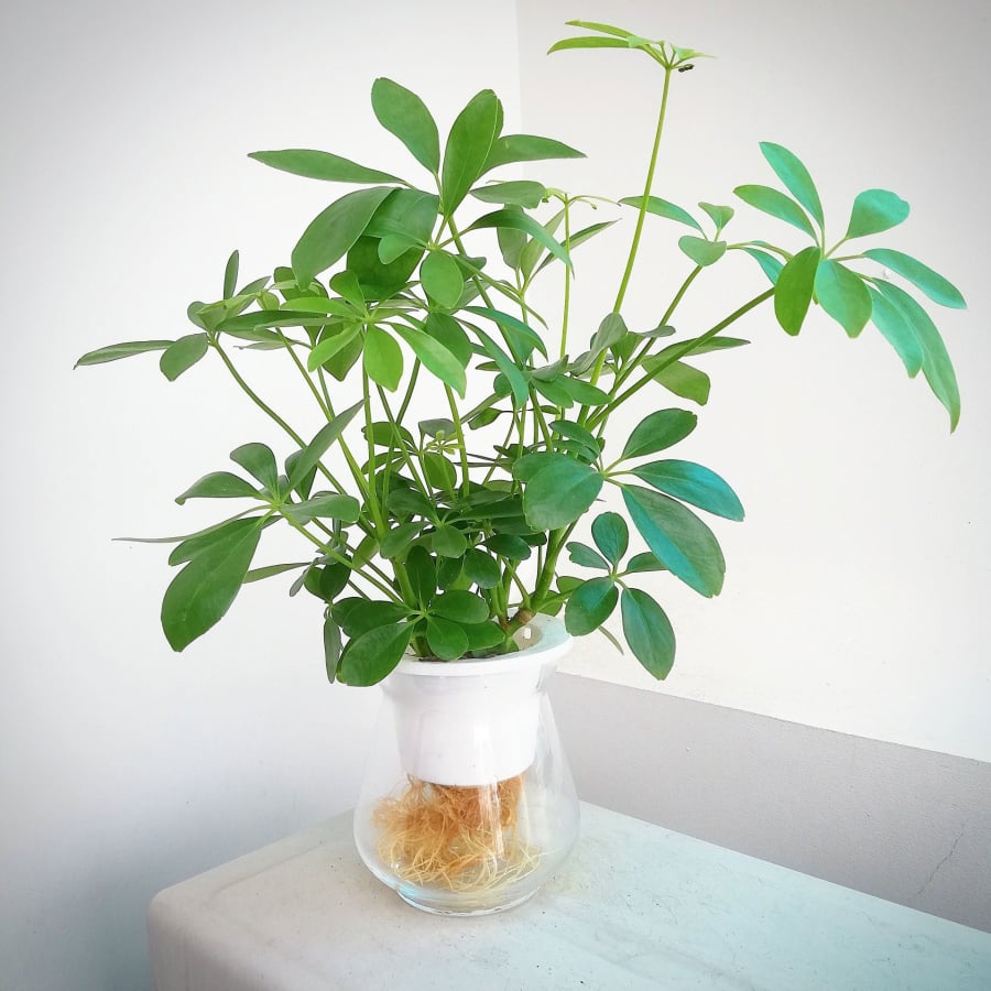 Cây ngũ gia bì được nhiều người yêu thích và trồng trong phòng khách nhà mình.