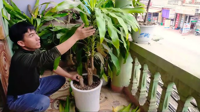 Thiết mộc lan được nhiều người yêu thích