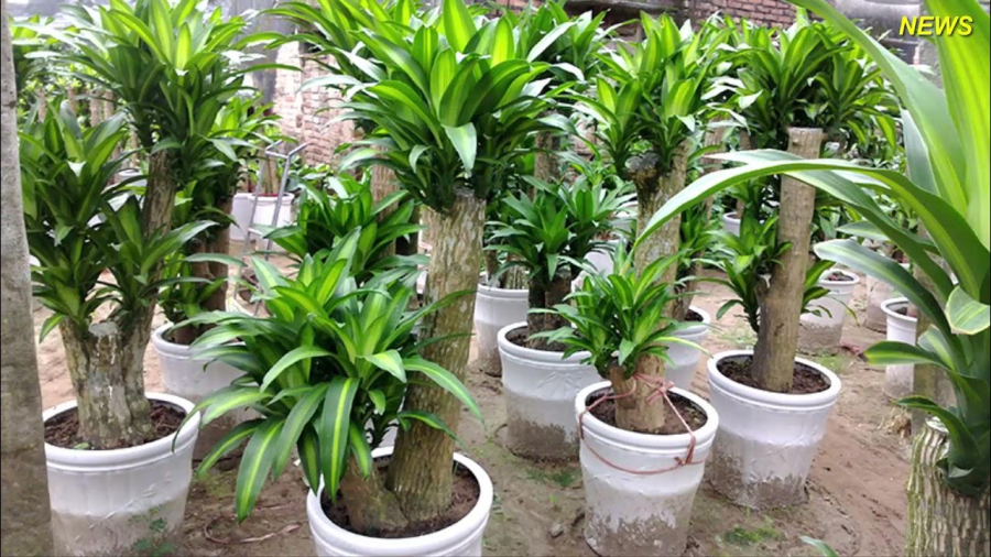 Loại cây này mang nhiều ý nghĩa phong thủy