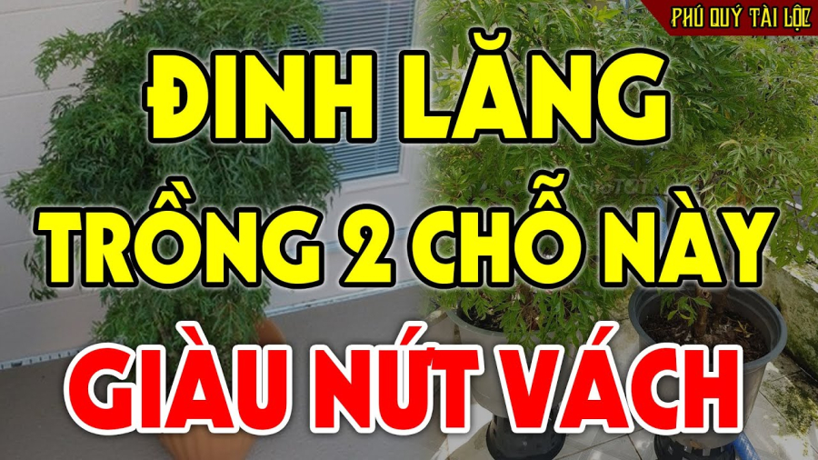 Trồng đinh lăng vị trí nào để hút tài lộc