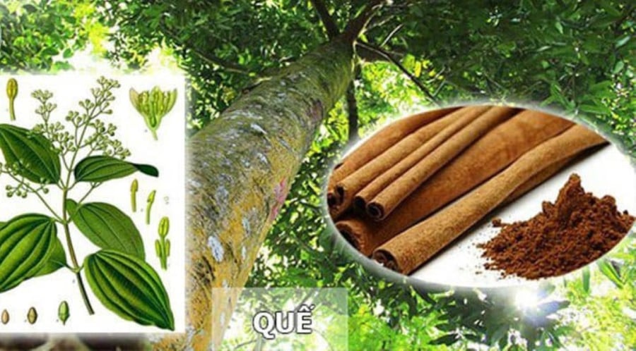 Trong nhà trồng 1 cây quế ngụ ý phú quý cát tường, trấn trạch bình an, nghe nói còn giúp trong nhà tụ tập dương khí.