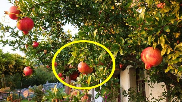 Những loại cây hút lộc đệ tử Thần Tài mang lại giàu có