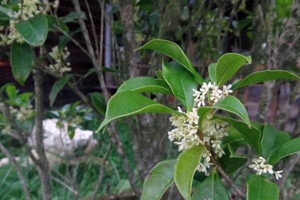 Từ xa xưa, cây mộc hương đã được coi là biểu tượng của điềm lành và sự quý phái, biểu hiện cho sự cao sang và thơm lừng của gia chủ.  