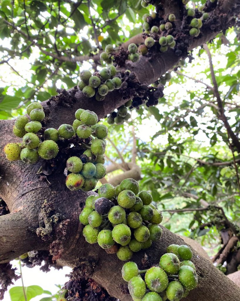 Sung ta cây lớn, quả chi chít từ gốc lên