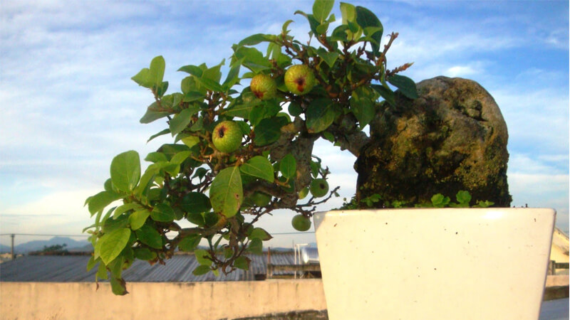Cây sung bonsai
