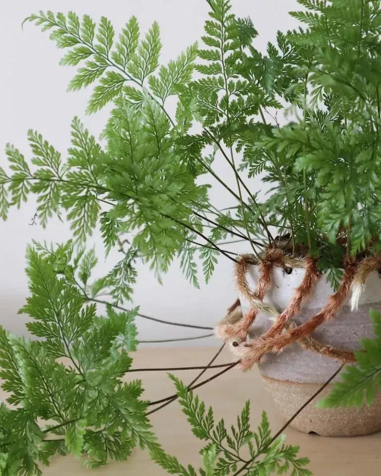Đặc điểm nổi bật nhất của dương xỉ lá xẻ có lẽ và những chiếc lá xanh tươi được xếp lại với nhau thành một lớp mịn màng tựa đuôi chồn.