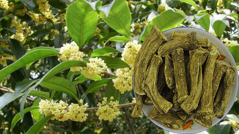 Người xưa tin rằng việc trồng cây mộc hương trước nhà sẽ mang lại phúc lộc dồi, con cháu hiếu thuận, Shbet111 slot, casino, thể thao, xổ số truyền thống và giàu có qua nhiều thế hệ.    