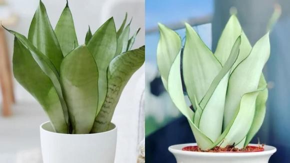 Cây lưỡi hổ trắng
