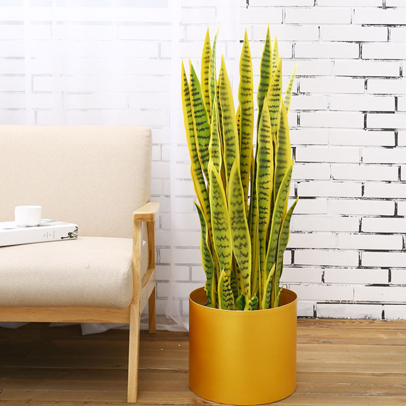 Cây lưỡi hổ viền vàng