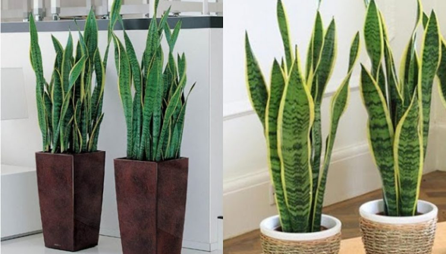 Cây lưỡi hổ xanh
