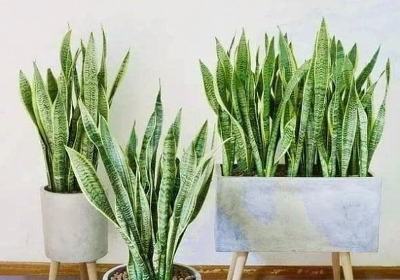Cây lưỡi hổ phổ biến ở Việt Nam