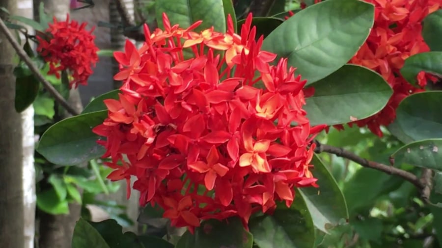 Loại cây này mang nhiều ý nghĩa