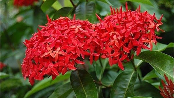 Hoa mẫu đơn ta
