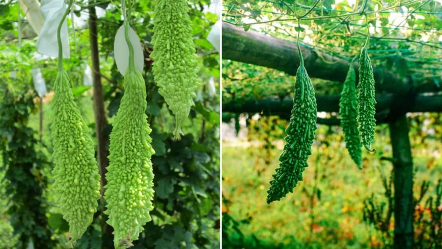 Mướp đắng rất dễ sống, dễ trồng, có thể trồng trong chậu.