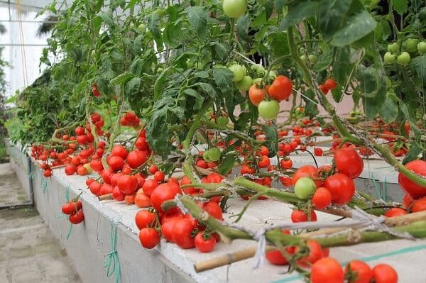 Các bước trồng rất đơn giản