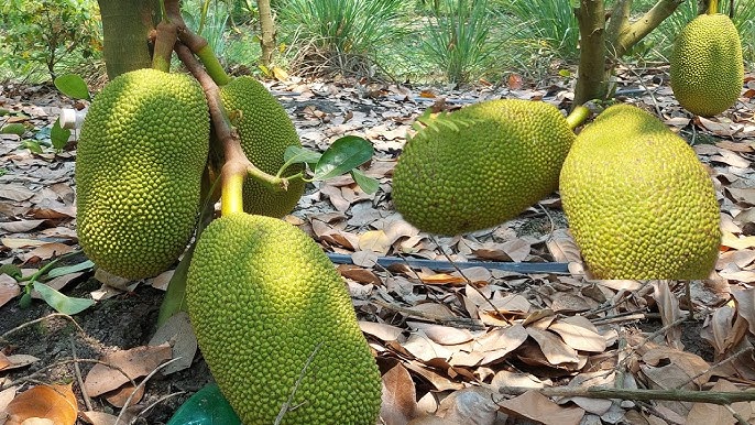Dân gian cho rằng mít trồng trước nhà thu hút những thứ không sạch sẽ