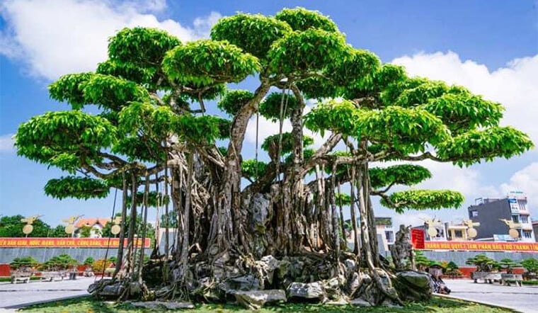 Nên trồng sanh theo cặp