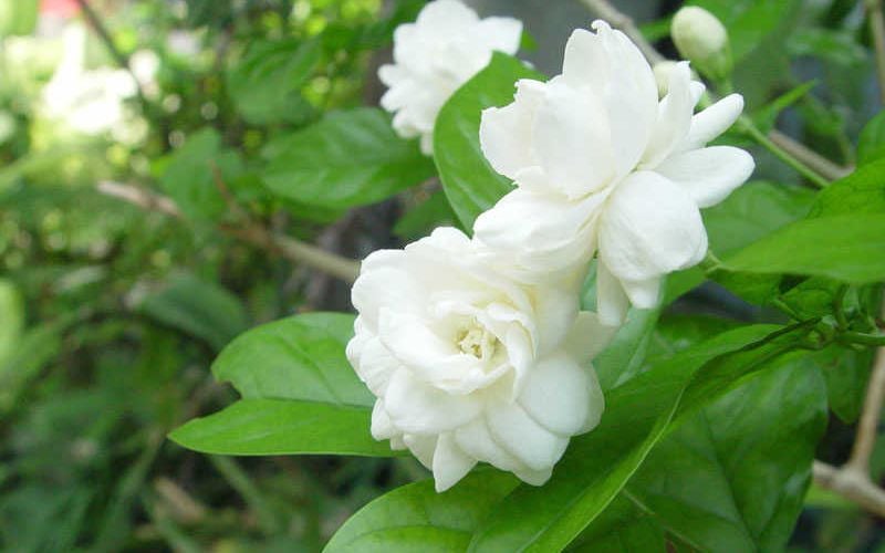 Hoa nhài là một loài hoa rất tốt trong phong thủy.