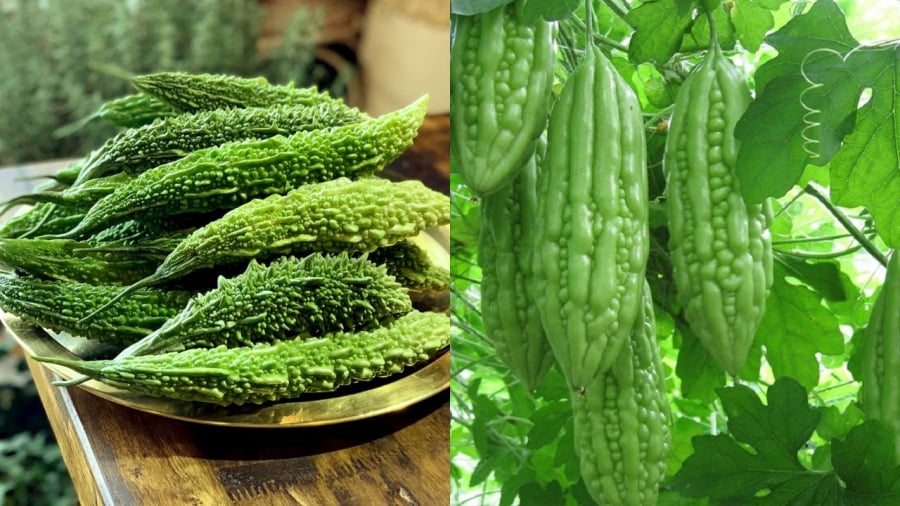 Có một số cách sơ chế sẽ giúp làm giảm vị đắng của mướp đắng.