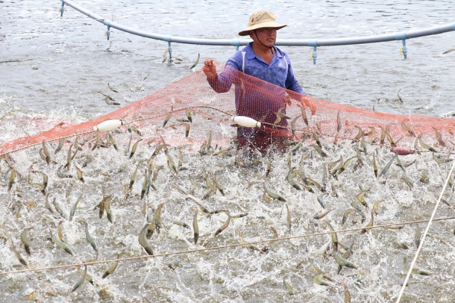 Anh Lê Văn Sấm đang tạo công ăn việc làm cho hơn 110 nhân công với thu nhập ổn định từ 80 đến 100 triệu đồng mỗi người mỗi năm
