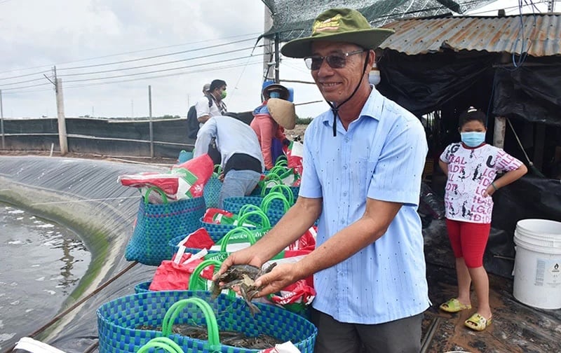 Là người con của làng chài ở Bến Tre, anh Lê Văn Sấm (còn được biết đến với cái tên Ba Sấm) đã dành nhiều năm đồng lòng với nghề nuôi trồng thủy sản