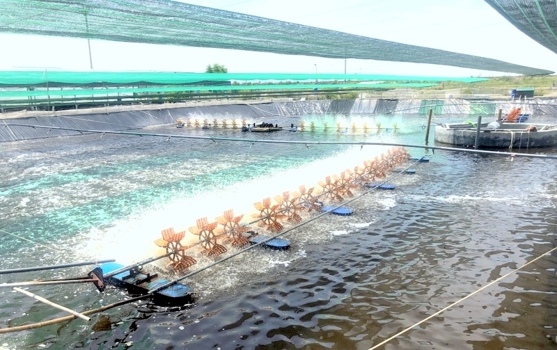 Anh Sấm, người có hơn một thập kỷ kinh nghiệm trong việc nuôi tôm thẻ chân trắng bằng phương pháp công nghệ cao, đã thiết kế hệ thống ao nuôi theo mô hình xoay vòng