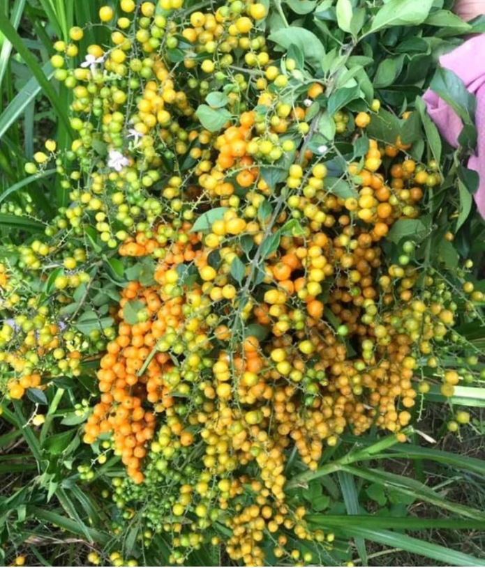 Trước đây, cây găng - loại cây dại vốn được trồng nhiều ở các vùng quê, chủ yếu làm bờ rào. Cây găng có hoa rất thơm và sai trĩu quả. Ảnh: Internet