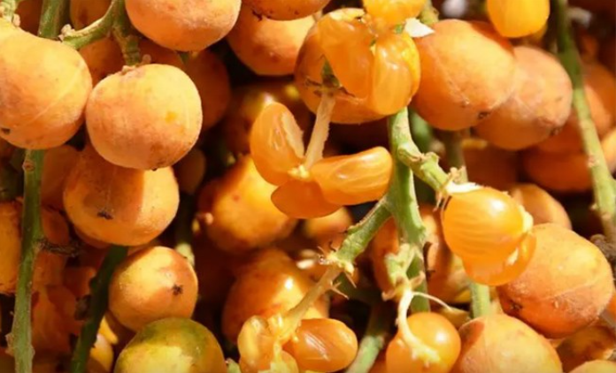 Chỉ là loại trái ăn chơi cho vui, thế nhưng do mùi vị chua ngọt lạ hấp dẫn nên có rất nhiều người trong vùng hoặc người đi đường ghé lại mua. Ảnh minh họa