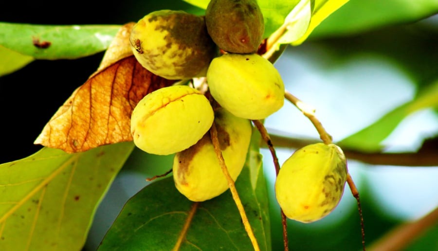 Bàng là một loài cây mà người dân Côn Đảo đã trồng từ lâu.