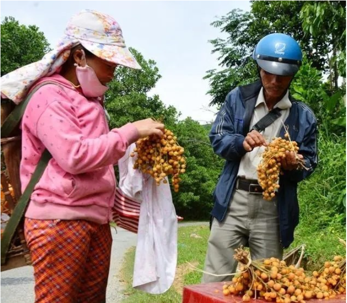 Loại trái này khi chín chỉ cần lấy tay bóp nhẹ thì vỏ lập tức tách ra thành ba (Ảnh Báo Quảng Ngãi)