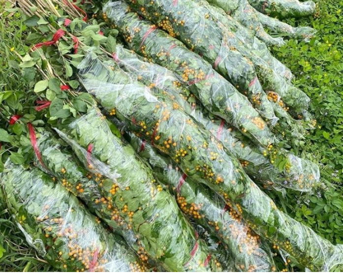 Thời gian gần đây, những cành găng có hoa màu tím, chùm quả màu vàng bắt mắt được bán nhiều trên thị trường. Ảnh: Facebook
