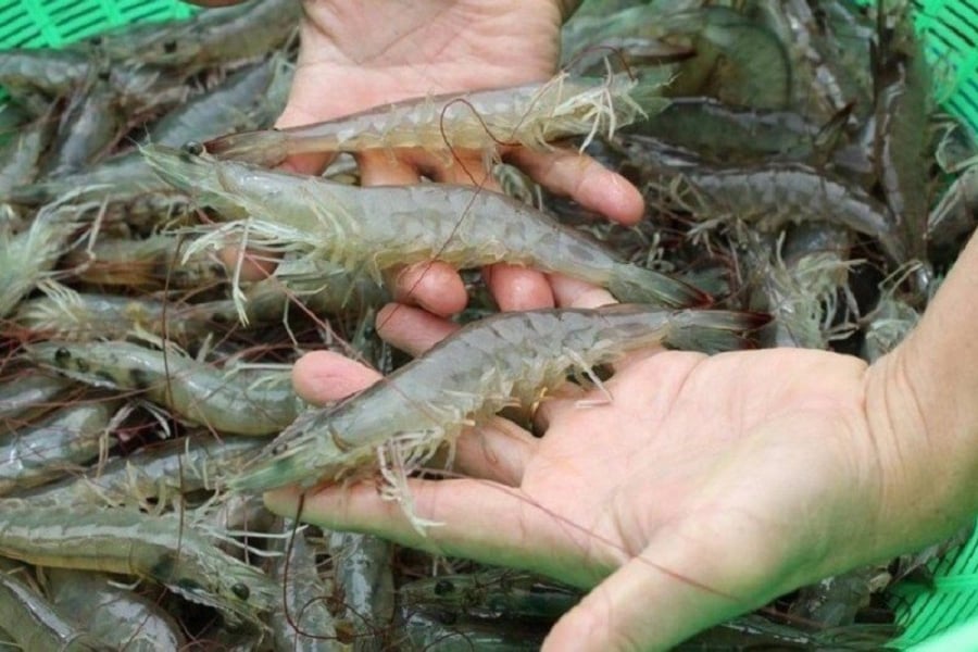 Bảo quản tôm tươi ngon đúng chuẩn