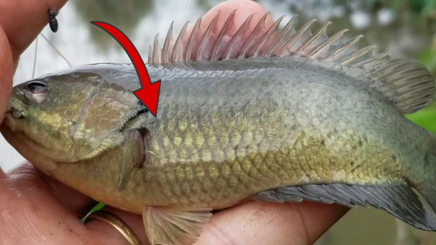  Việc lựa chọn phụ thuộc vào sở thích cá nhân và quan điểm về môi trường.     