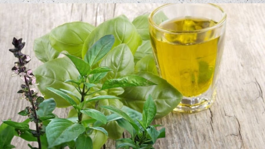Rau húng quế có nhiều công dụng với sức khỏe