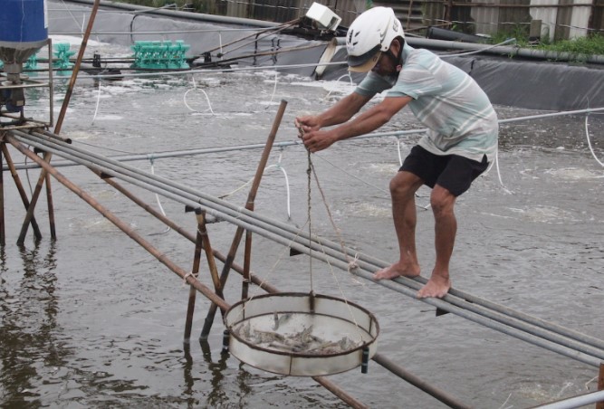 Ao nuôi tôm công nghệ cao của ông Ngô Văn Đệ. Ảnh: Công an nhân dân