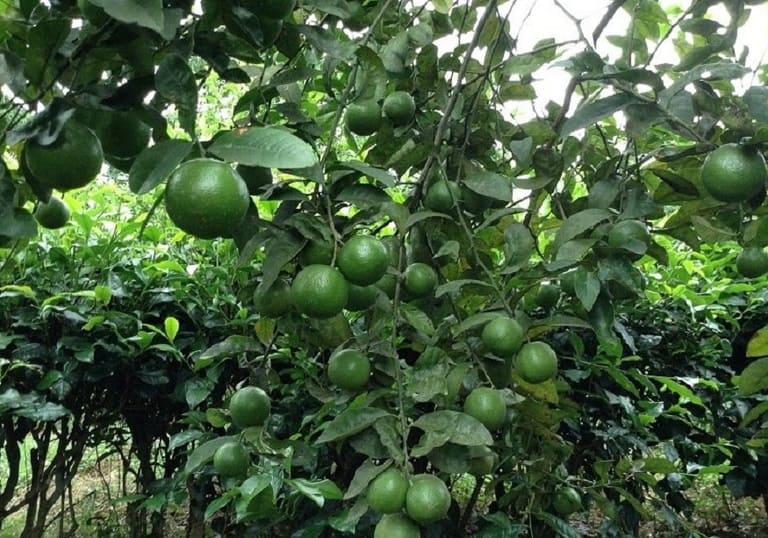 Nên trồng chanh trước nhà