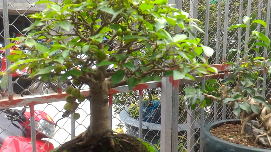 Cây sung bonsai